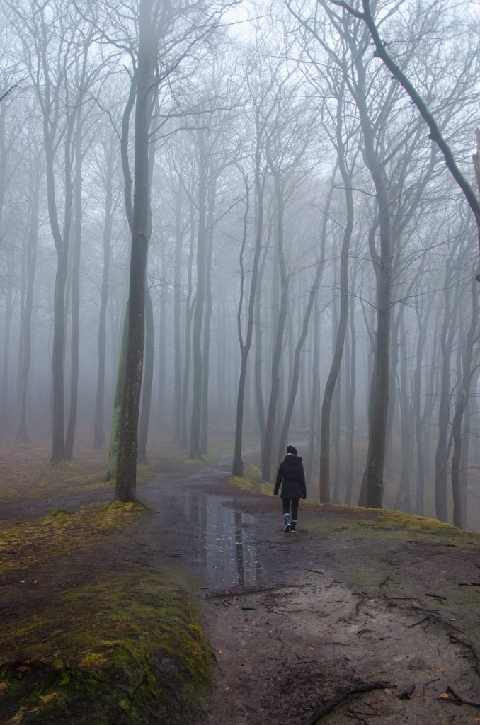 Binz Wald Nebel