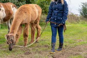 Lamaste Lama Wanderung Spaziergang Mannhagen