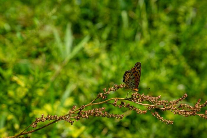 4 - Ebisu Institue of Nature Study Schmetterling