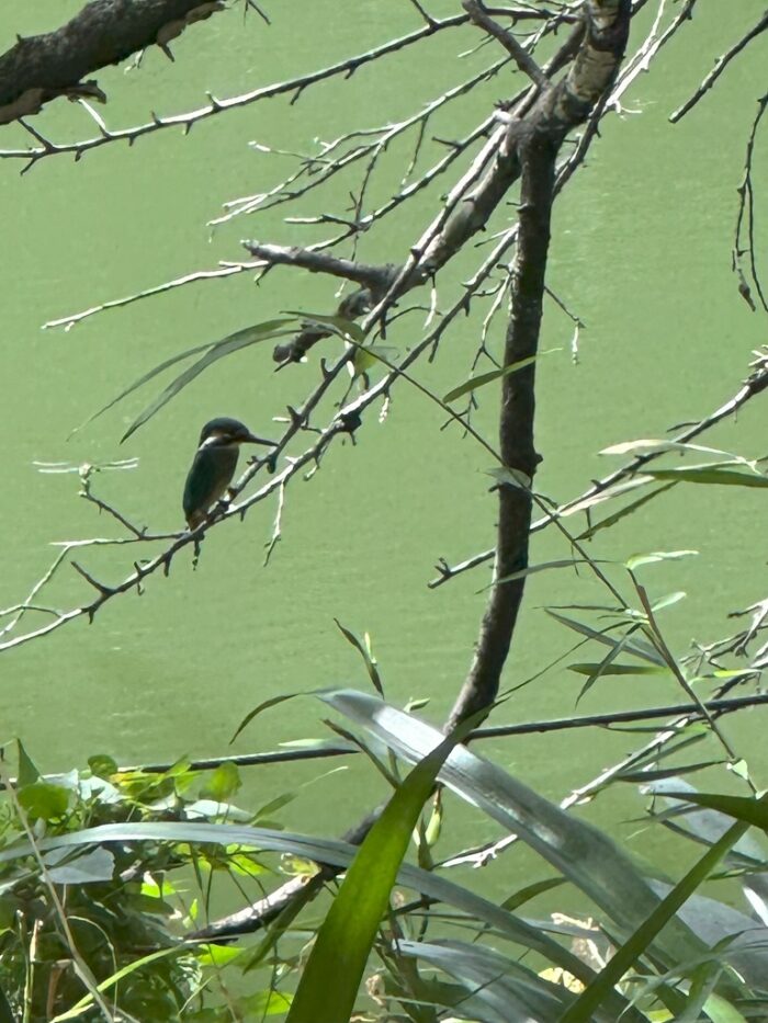 Tokio Inokashira-Koen Eisvogel